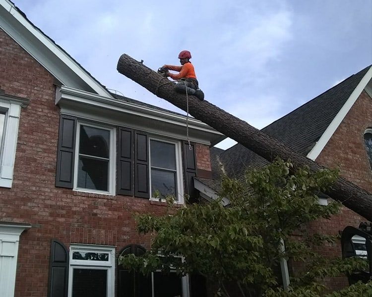 A man is cutting a tree branch on the roof of a house