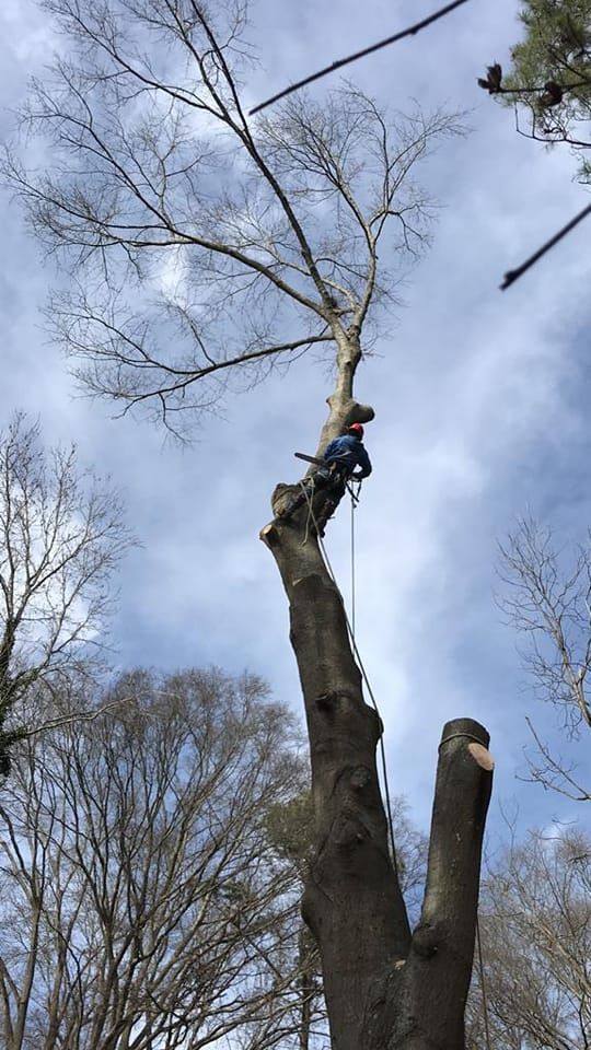 A man is climbing up the side of a tree.