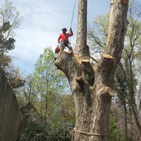 A man is climbing a tree with a chainsaw.