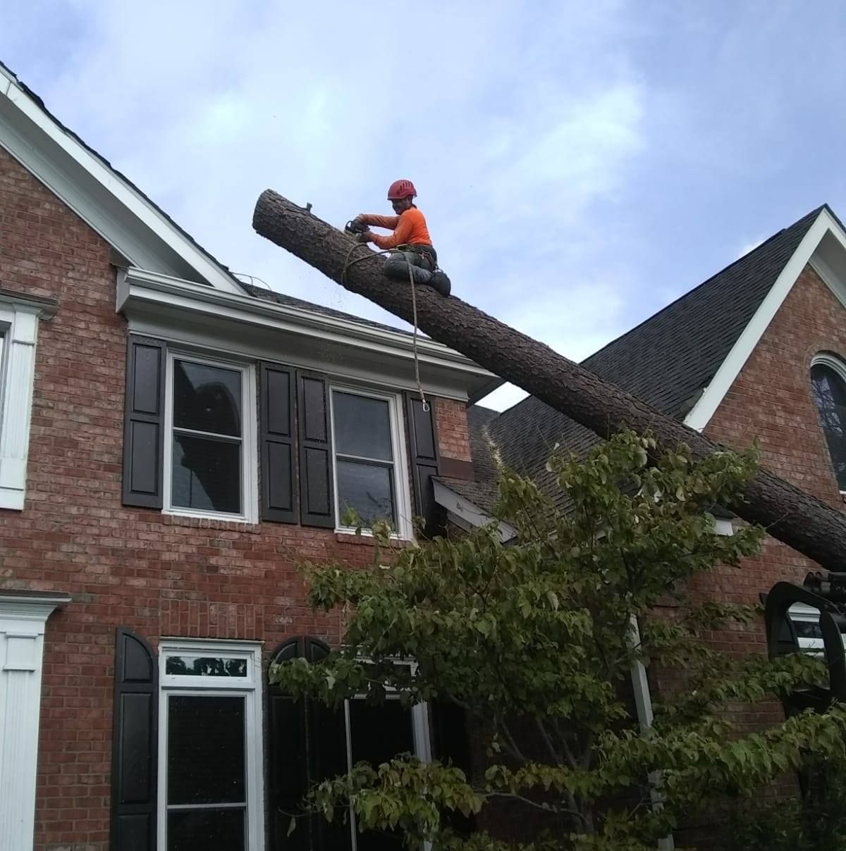 A man is sitting on top of a tree branch in front of a brick house