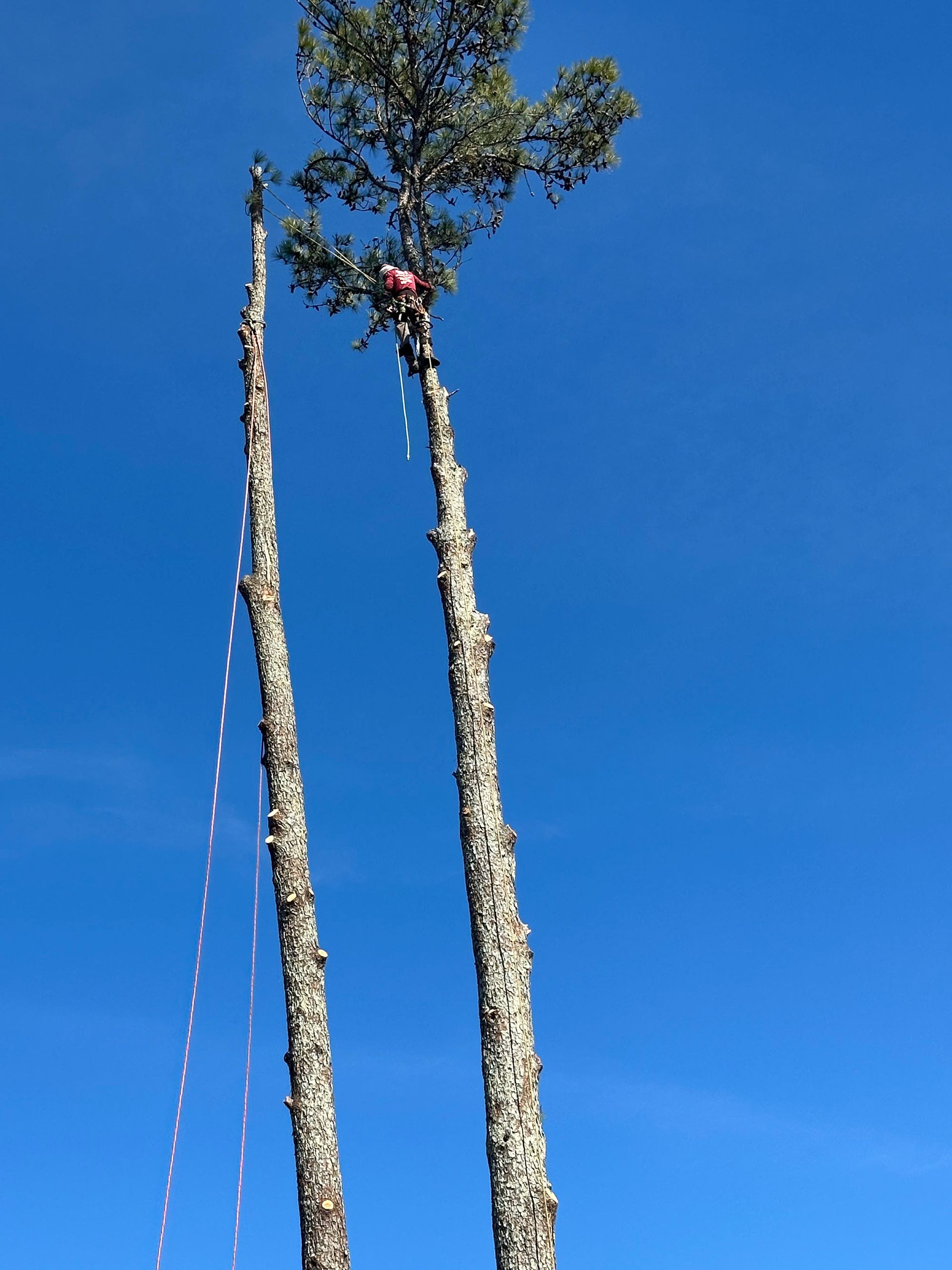 Two tall trees with a blue sky in the background