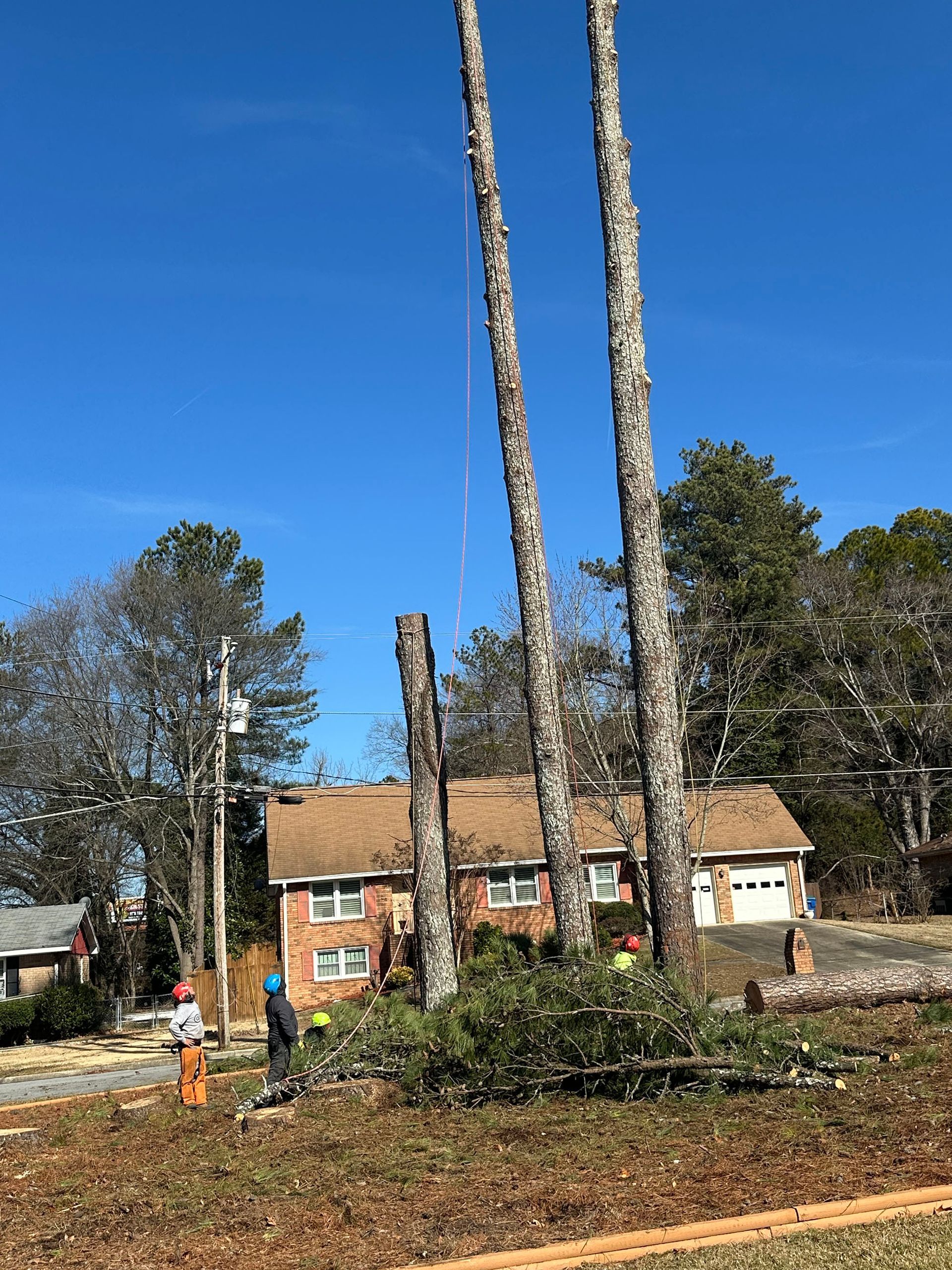 A couple of trees are being cut down in front of a house.