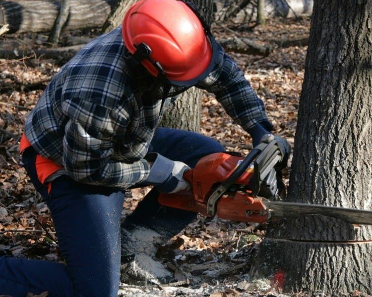 A man wearing a red helmet is using a chainsaw to cut a tree