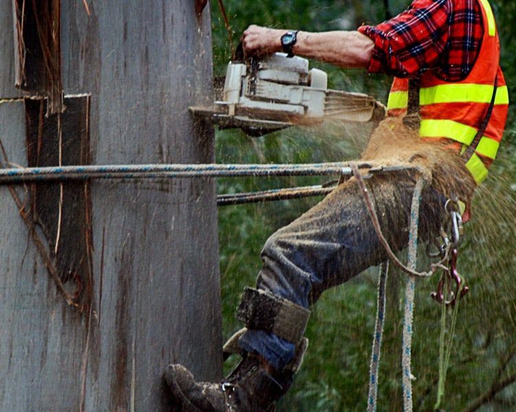 A man is cutting a tree with a chainsaw