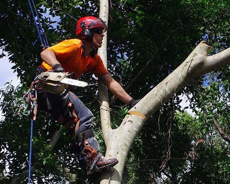 A man is cutting a tree branch with a chainsaw