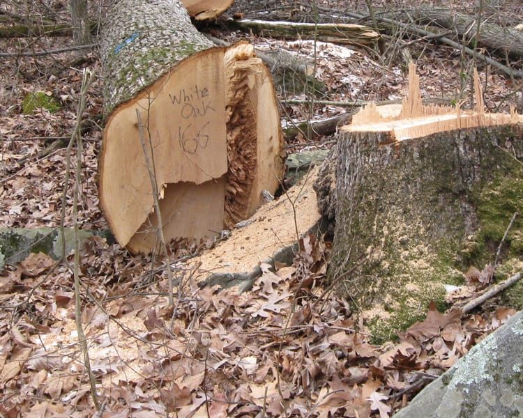Two tall trees with a blue sky in the background