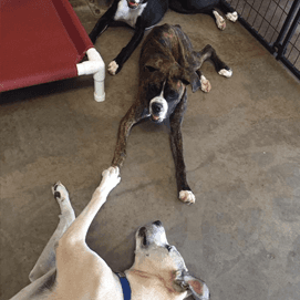 Dog Day Care