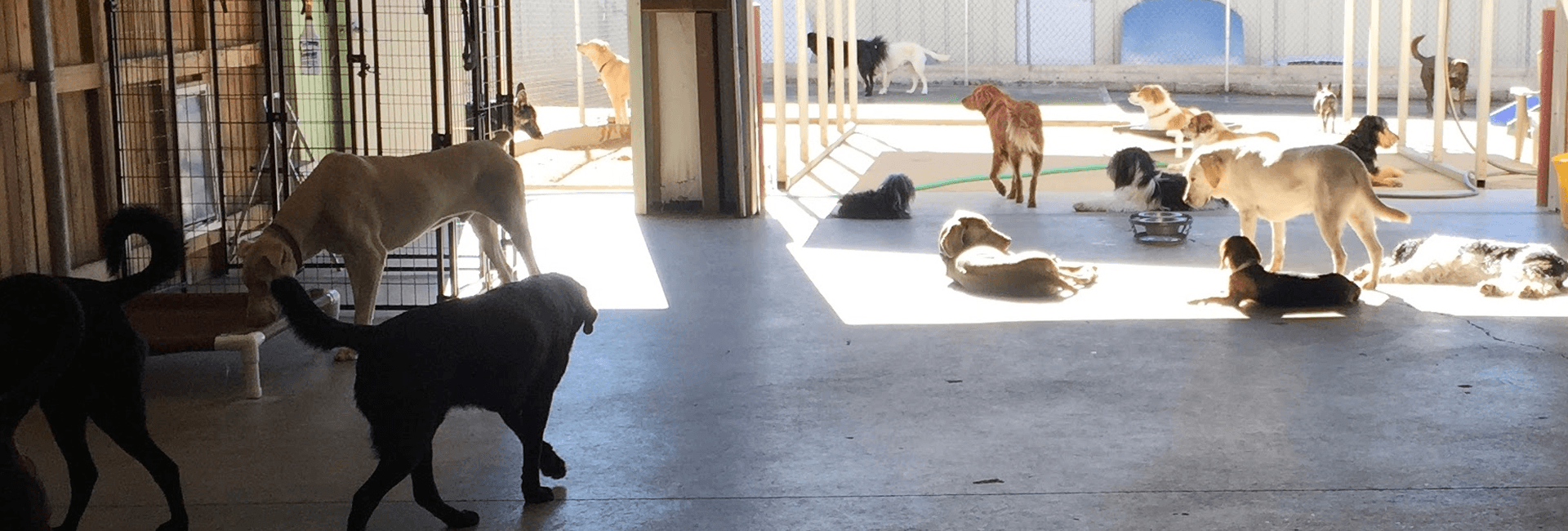 Caring Paws Doggie Day Care  Dog Boarding  Albuquerque, NM