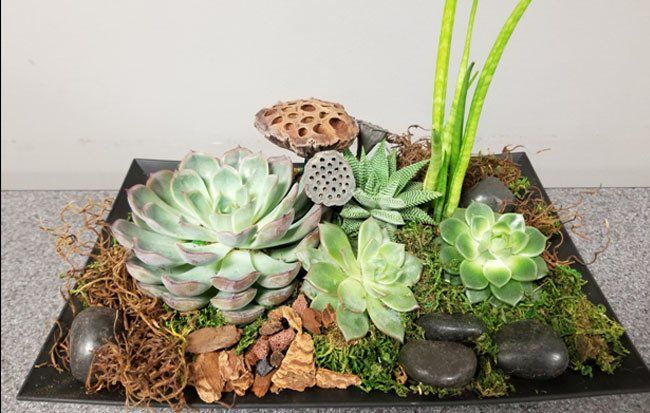 Growing Succulents still trending for 2020