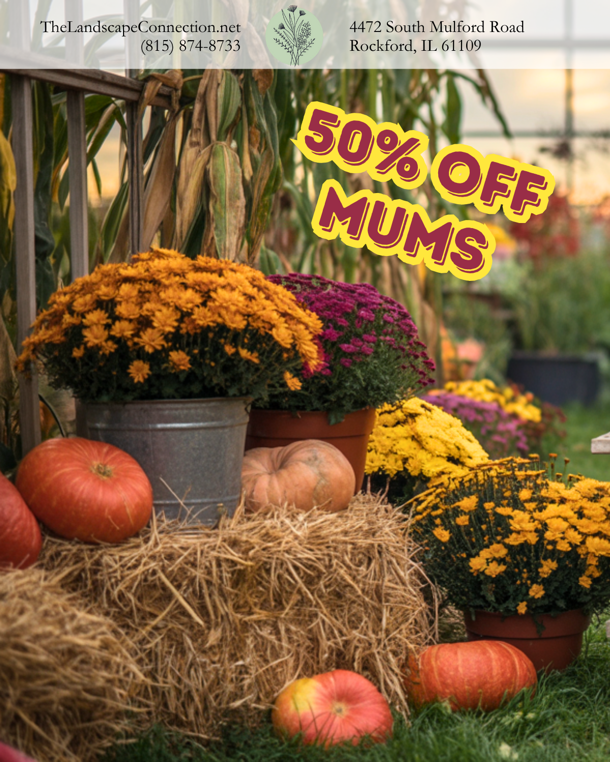50% off mums