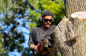 Cutting a tree