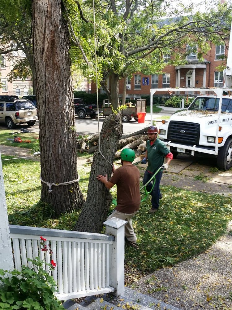 Tree removal