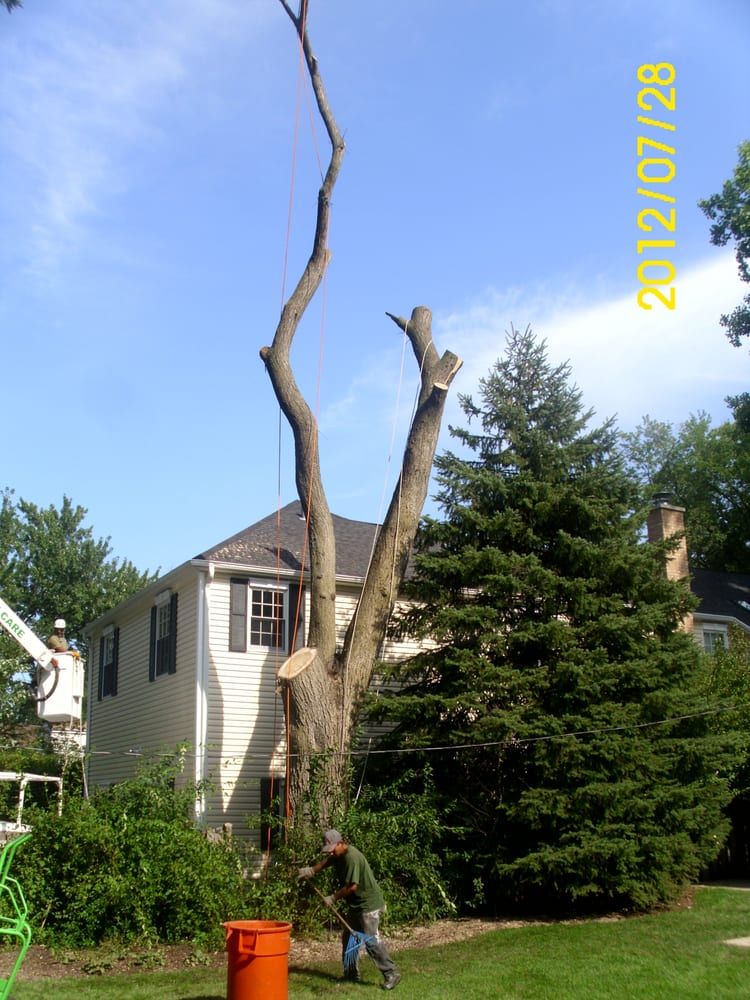 Tree removal