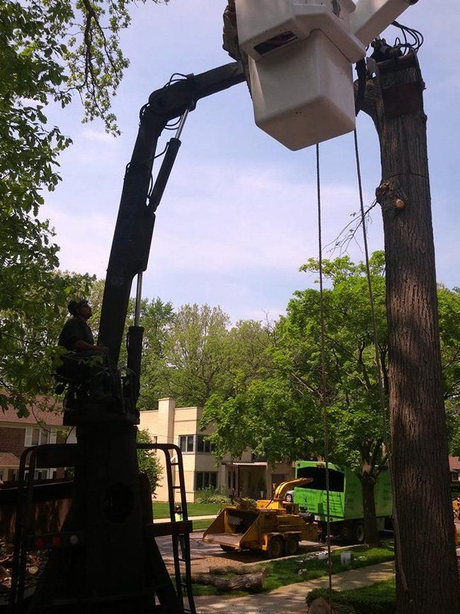 Tree bucket truck service