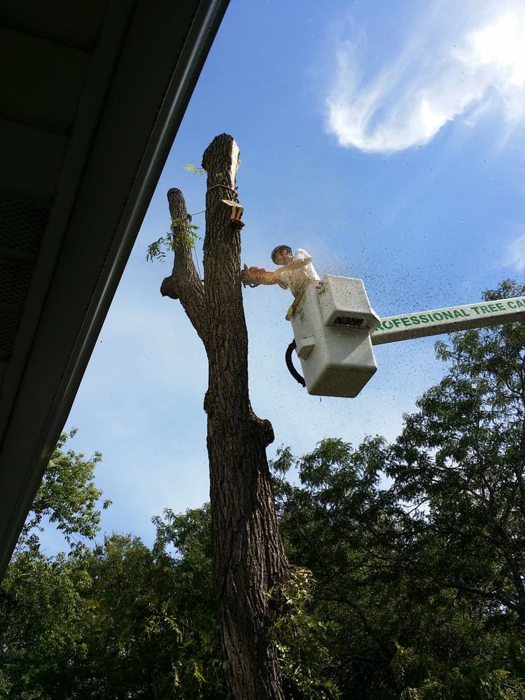 Tree removal