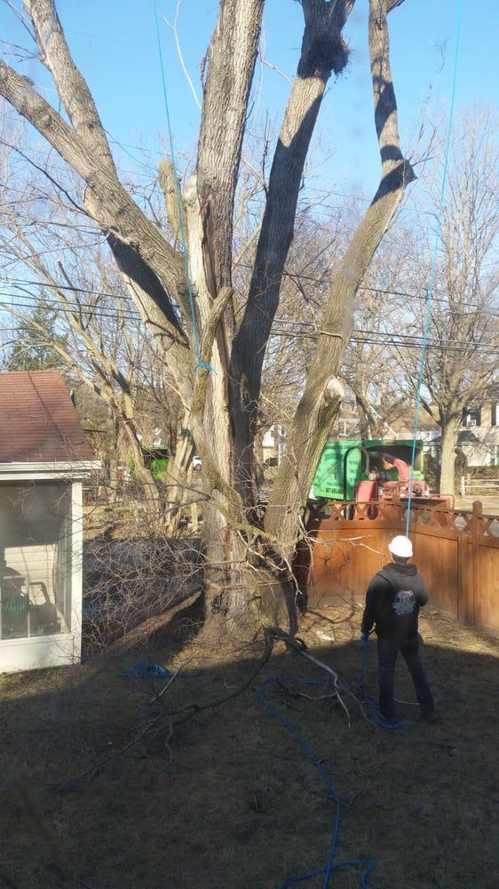 Tree removal