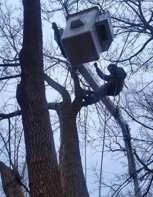 Tree bucket truck service