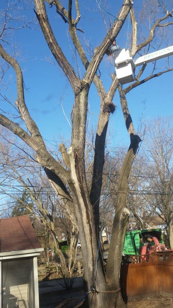 Tree bucket truck service