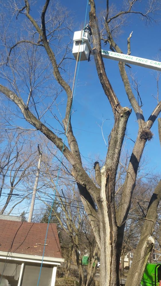 Tree bucket truck service