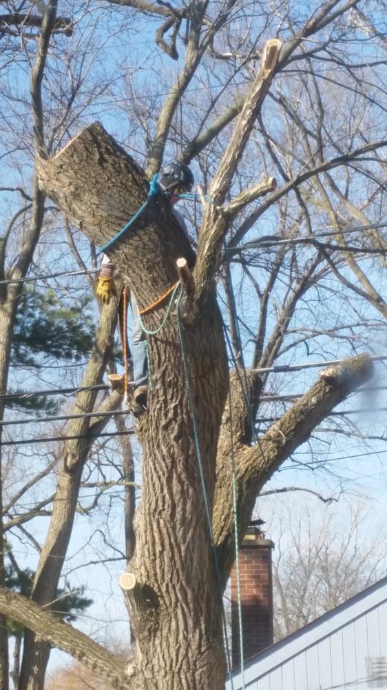 Tree removal