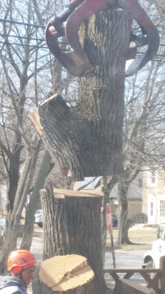Tree removal