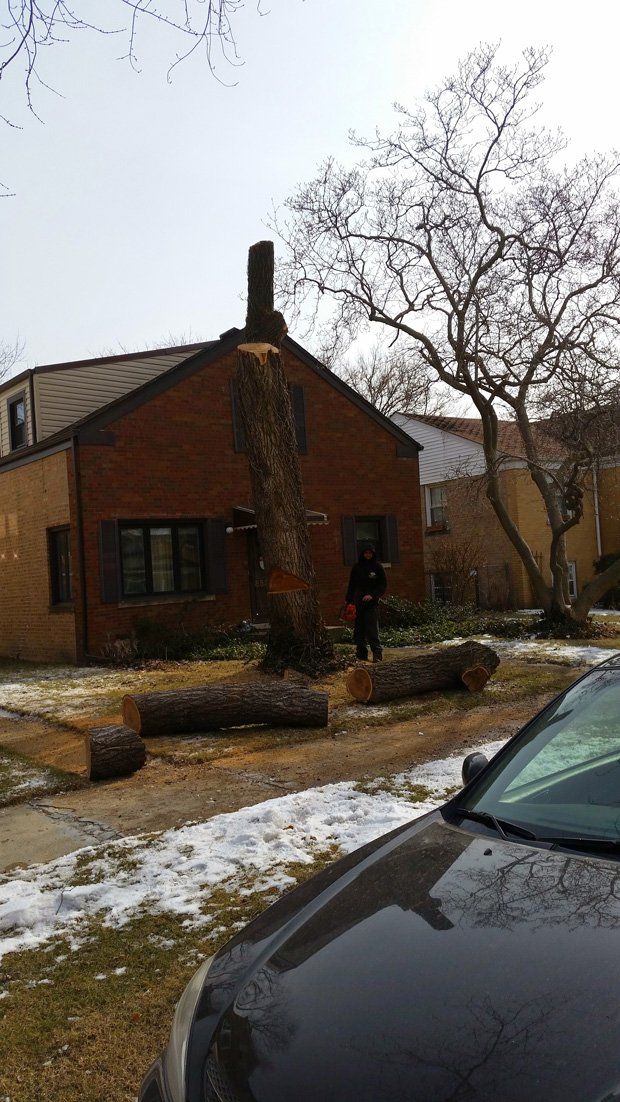 Tree removal