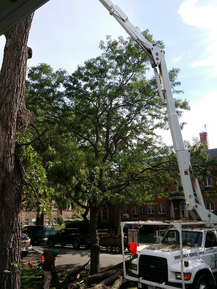 Tree bucket truck service