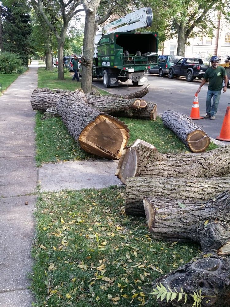 Tree removal