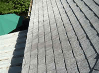 Buckled and curling shingles
