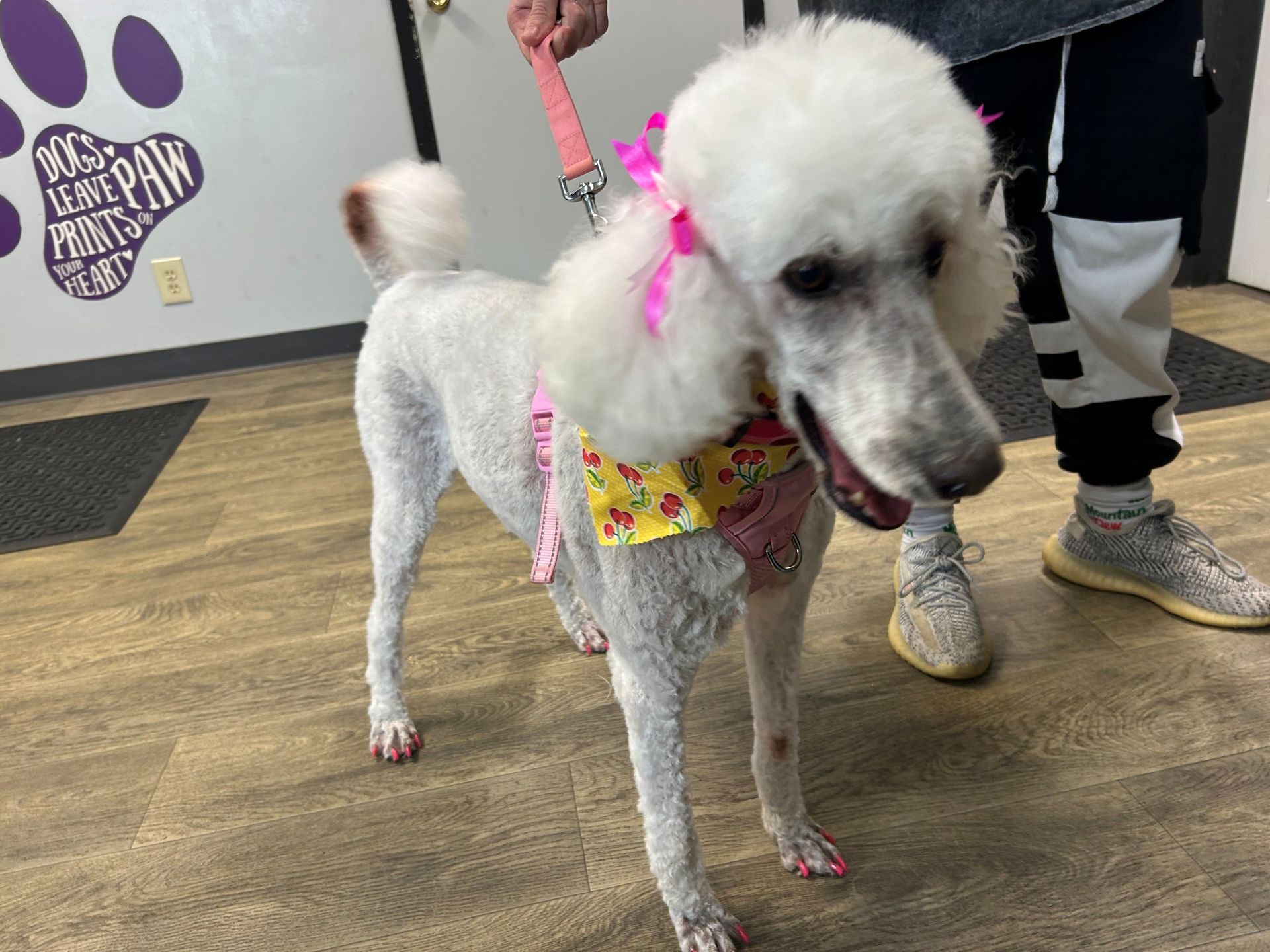 White poodle with pink ribbons and a yellow bandana standing indoors beside a person’s legs
