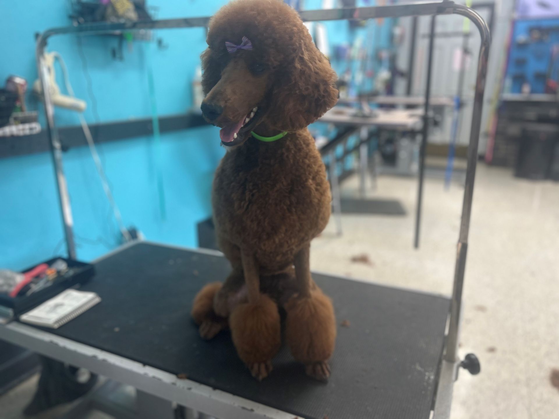 Brown poodle grooming on a black table in a pet salon, with blue walls in the background