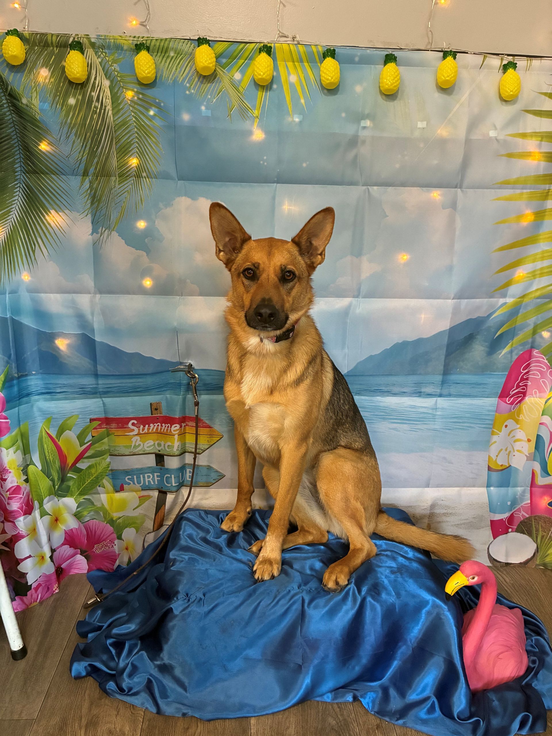 Dog sitting on a blue draped platform with tropical beach backdrop and yellow garland decorations