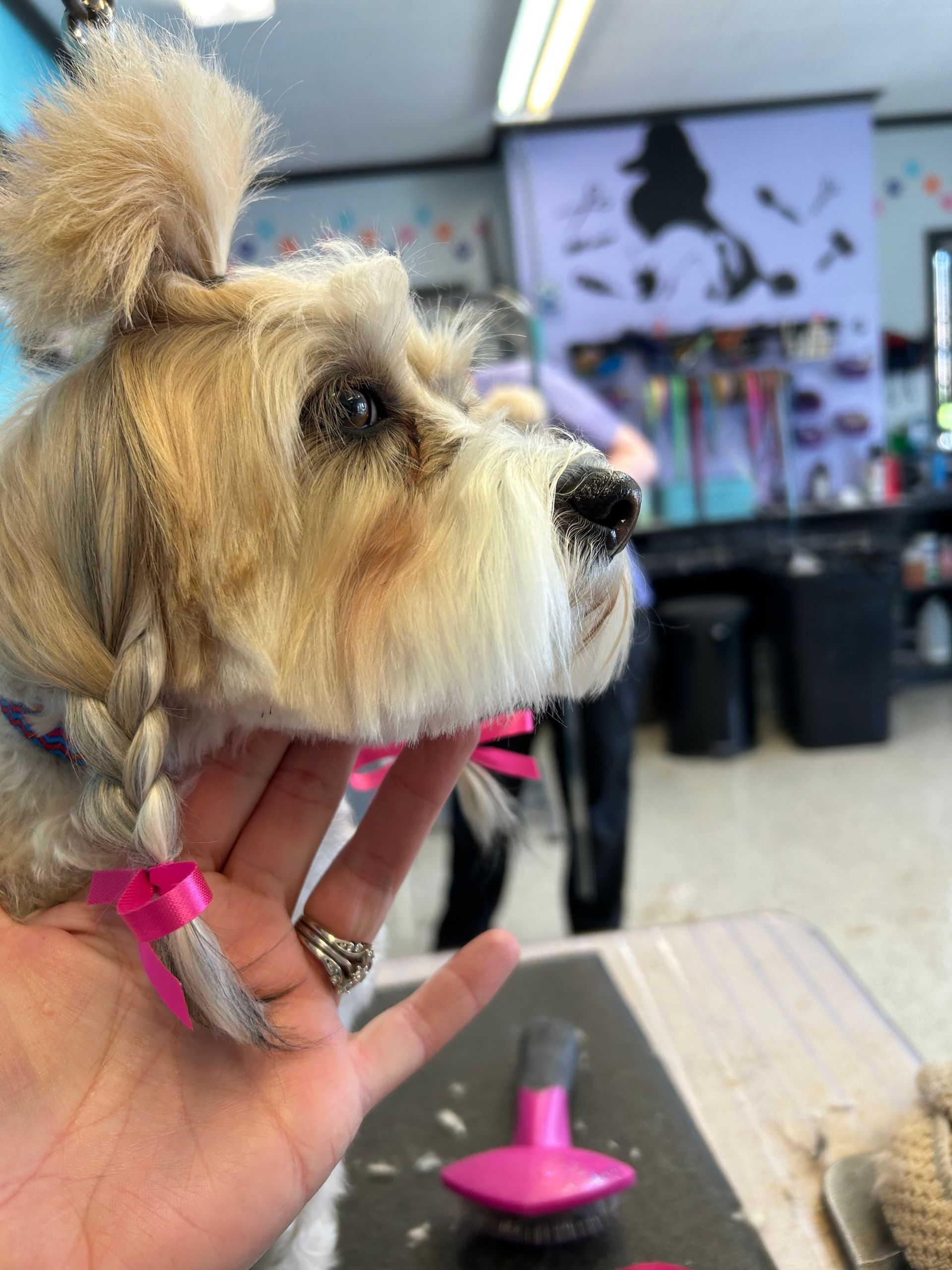 Small dog with pink bows being held indoors, side profile in a grooming salon with a brush on the table.