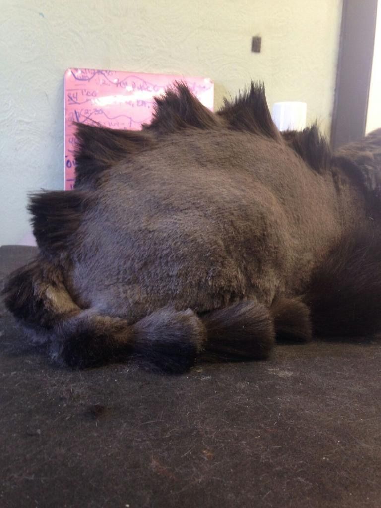 Black cat sleeping curled up on a dark surface, with a pink card in the background