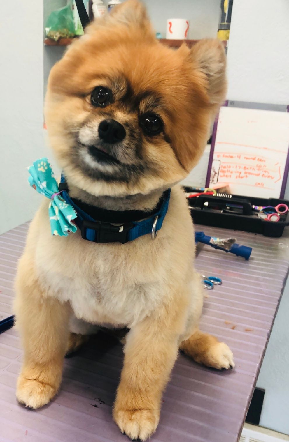 Small fluffy tan dog with a blue collar sitting on a grooming table, facing the camera.