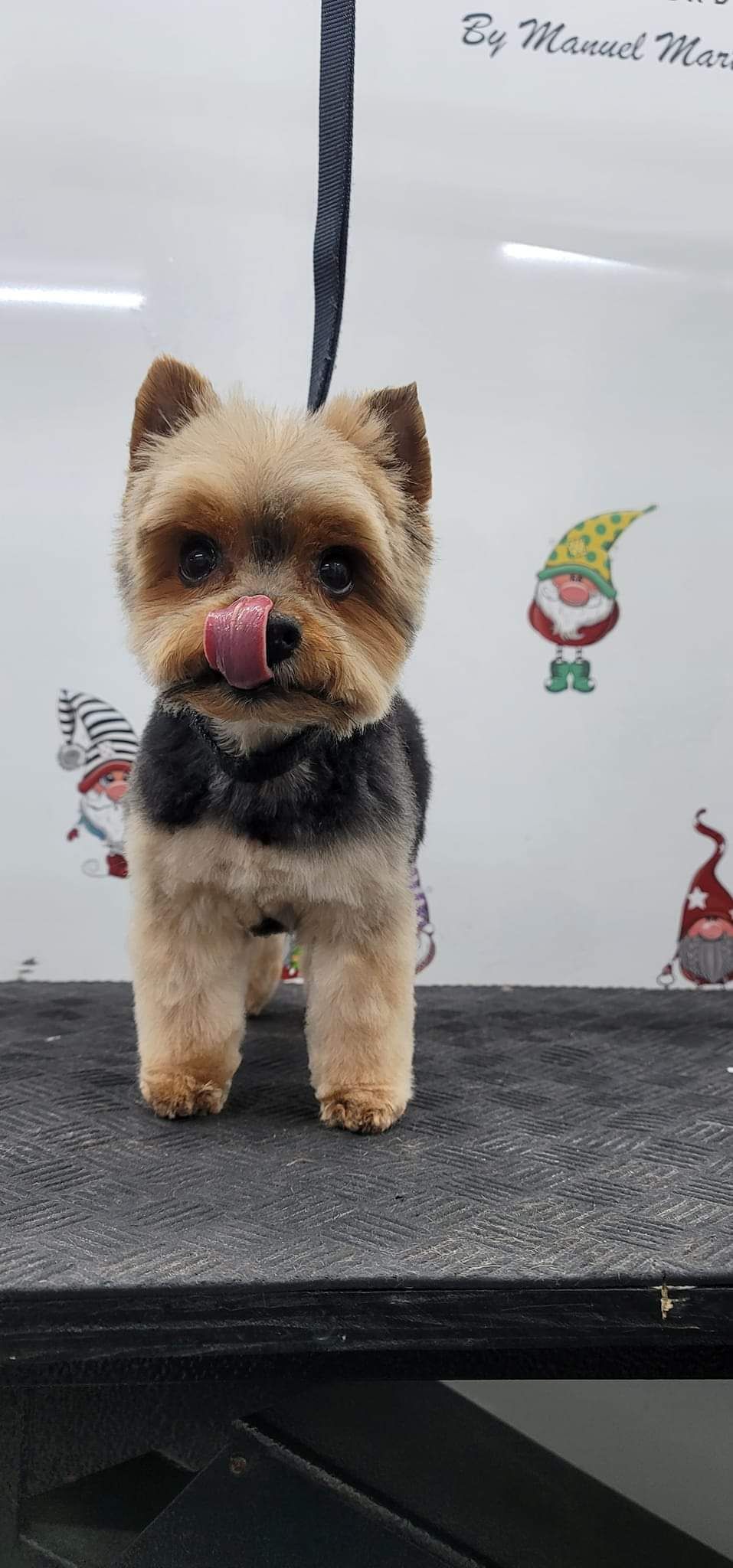 Small tan dog standing on a grooming table, licking its nose, with a black harness and leash.