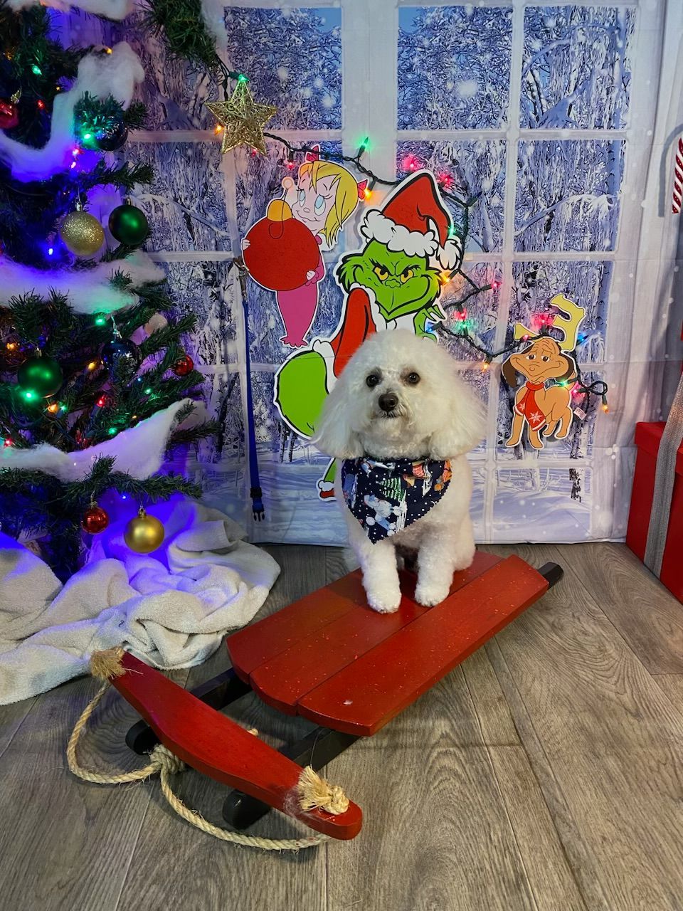 Small white dog in a festive holiday scene with Christmas lights, decorations, and a red sled.