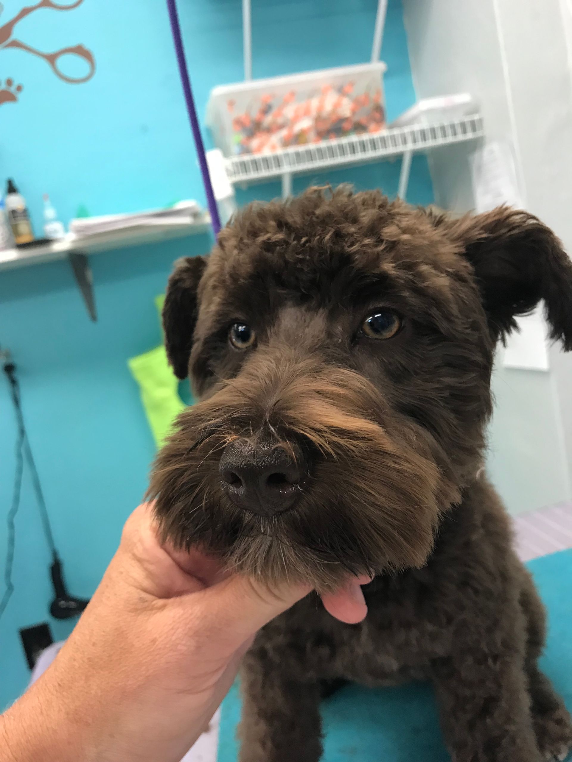 Small black dog being held by a hand in a grooming salon with blue walls