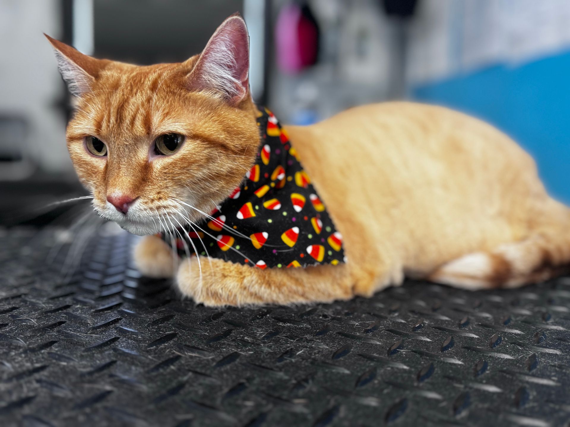Orange cat wearing a black bandana with colorful hearts леж on a textured black mat