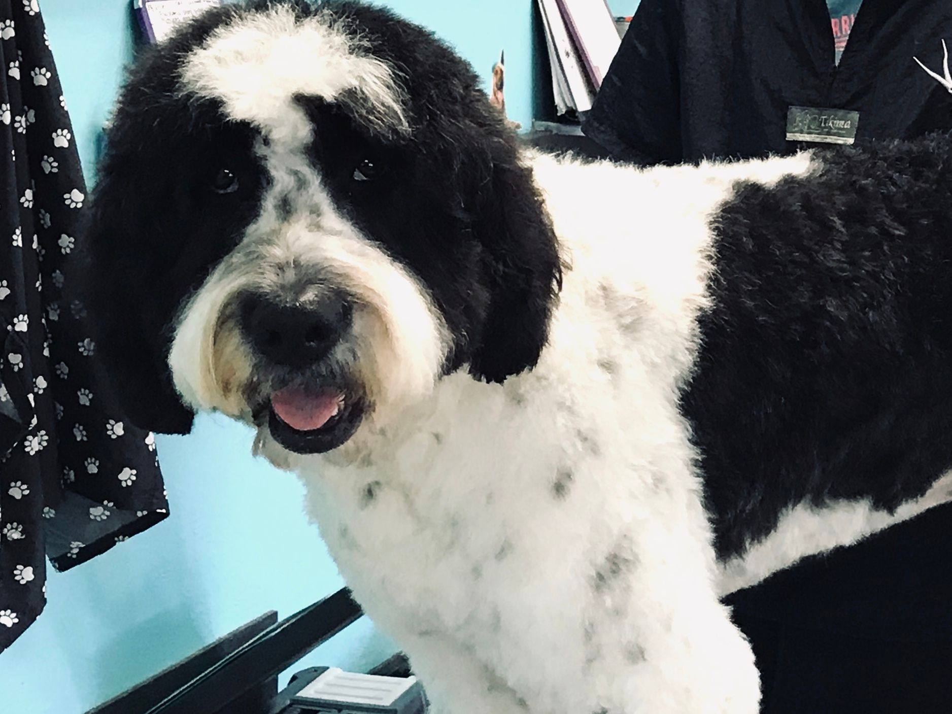 Black-and-white fluffy dog standing indoors with mouth open and tongue out