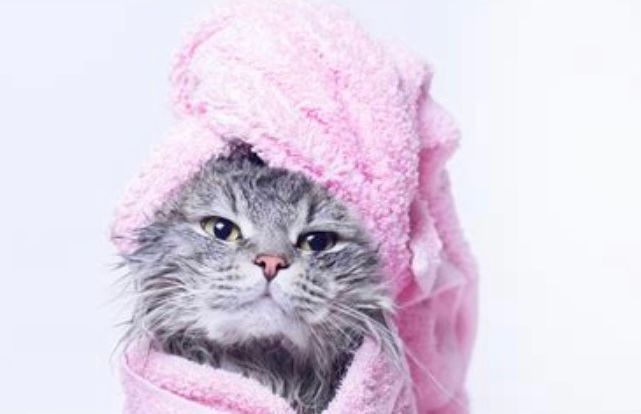 Gray cat wrapped in a pink towel with a matching pink towel hat, looking sleepy