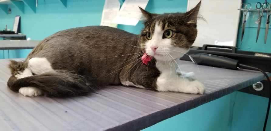 Gray-and-white cat lying on a table, wearing a red collar, in a grooming or vet room