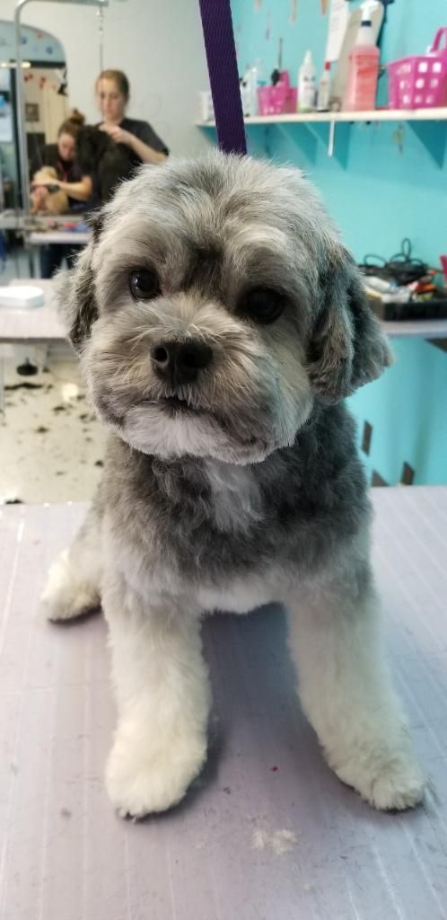 Small gray-and-white fluffy dog standing on a grooming table in a pet salon