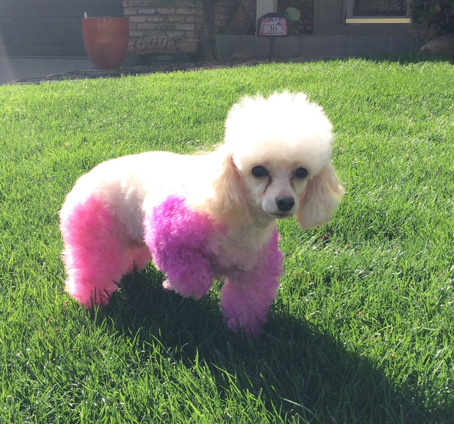 Small white poodle with pink-dyed legs standing on green grass in a sunny yard