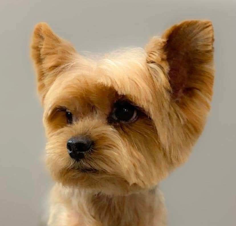 Small tan dog with upright ears on a plain gray background