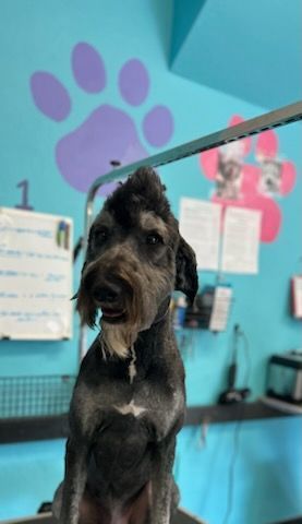 A small dog is sitting on a table in a room with a paw print on the wall.