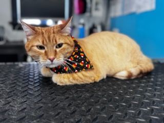 A cat wearing a bandana is laying on a table.