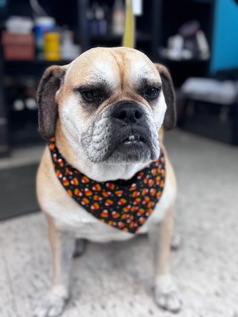 A close up of a dog wearing a bandana.