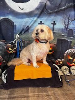 A small dog is sitting on a pillow in front of a cemetery.