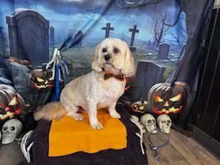 A white dog is sitting on a yellow towel in front of a halloween background.